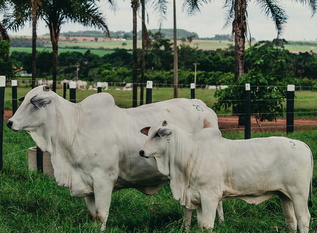 Inovação na Valor Assessoria